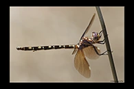 PhotoID: AusDr490. Twinspot Tigertail (Archaeosynthemis leachii) - female