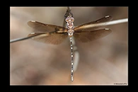 PhotoID: AusDr492. Twinspot Tigertail (Archaeosynthemis leachii) - female