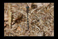 PhotoID: AusDr493. Twinspot Tigertail (Archaeosynthemis leachii) - male