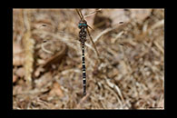 PhotoID: AusDr495. Twinspot Tigertail (Archaeosynthemis leachii) - male