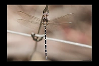 PhotoID: AusDr497. Twinspot Tigertail (Archaeosynthemis leachii) - male