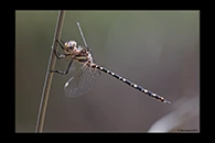 PhotoID: AusDr498. Twinspot Tigertail (Archaeosynthemis leachii) - male