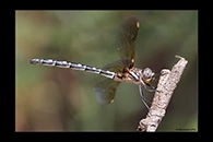 PhotoID: AusDr504. Twinspot Tigertail (Archaeosynthemis leachii) - female