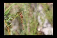 PhotoID: AusDr121. Archaeosynthemis orientalis - female