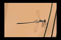 PhotoID: AusDa572. Tiny Flatwing (Archiargiolestes pusillissimus) - male