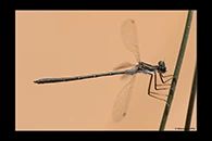 PhotoID: AusDa573. Tiny Flatwing (Archiargiolestes pusillissimus) - male