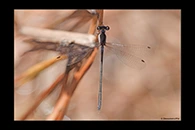 PhotoID: AusDa618. Tiny Flatwing (Archiargiolestes pusillissimus) - male