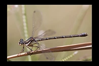 PhotoID: AusDa521. Little Flatwing (Archiargiolestes pusillus) - female