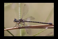 PhotoID: AusDa522. Little Flatwing (Archiargiolestes pusillus) - female