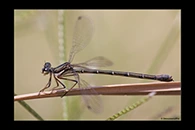 PhotoID: AusDa523. Little Flatwing (Archiargiolestes pusillus) - female