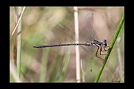 PhotoID: AusDa524. Little Flatwing (Archiargiolestes pusillus) - male
