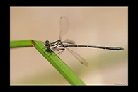 PhotoID: AusDa525. Little Flatwing (Archiargiolestes pusillus) - male
