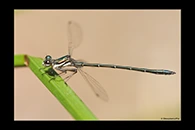 PhotoID: AusDa526. Little Flatwing (Archiargiolestes pusillus) - male