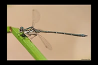 PhotoID: AusDa527. Little Flatwing (Archiargiolestes pusillus) - male