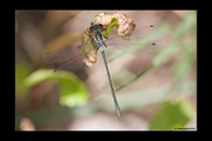 PhotoID: AusDa528. Little Flatwing (Archiargiolestes pusillus) - male
