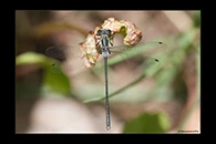 PhotoID: AusDa529. Little Flatwing (Archiargiolestes pusillus) - male