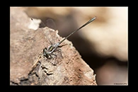 PhotoID: AusDr512. Little Flatwing (Archiargiolestes pusillus) - male
