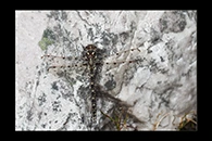 PhotoID: AusDr722. Tasmanian Redspot (Archipetalia auriculata) - male