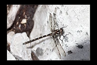 PhotoID: AusDr723. Tasmanian Redspot (Archipetalia auriculata) - male
