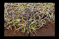 PhotoID: AusDr730. Tasmanian Redspot (Archipetalia auriculata) - male