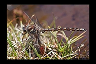PhotoID: AusDr731. Tasmanian Redspot (Archipetalia auriculata) - male