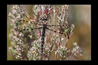 PhotoID: AusDr732. Tasmanian Redspot (Archipetalia auriculata) - female