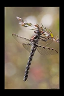 PhotoID: AusDr736. Tasmanian Redspot (Archipetalia auriculata) - female