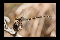 PhotoID: AusDr587. Armourtail (Armagomphus armiger) - male