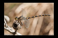 PhotoID: AusDr588. Armourtail (Armagomphus armiger) - male