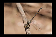 PhotoID: AusDr592. Armourtail (Armagomphus armiger) - male