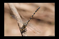 PhotoID: AusDr593. Armourtail (Armagomphus armiger) - male