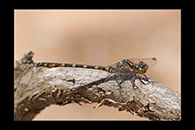 PhotoID: AusDr597. Armourtail (Armagomphus armiger) - male