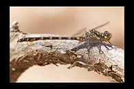 PhotoID: AusDr599. Armourtail (Armagomphus armiger) - male