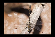 PhotoID: AusDr604. Armourtail (Armagomphus armiger) - male