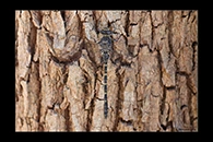 PhotoID: AusDr573. Austroaeschna anacantha - female