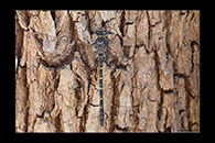 PhotoID: AusDr574. Austroaeschna anacantha - female