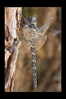 PhotoID: AusDr575. Austroaeschna anacantha - female