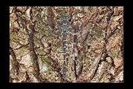 PhotoID: AusDr576. Austroaeschna anacantha - female