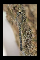 PhotoID: AusDr577. Austroaeschna anacantha - female