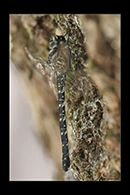 PhotoID: AusDr578. Austroaeschna anacantha - female