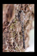 PhotoID: AusDr579. Austroaeschna anacantha - female