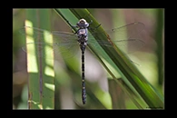 PhotoID: AusDr580. Austroaeschna anacantha - female