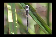 PhotoID: AusDr581. Austroaeschna anacantha - female