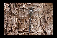 PhotoID: AusDr616. Austroaeschna anacantha - male