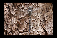 PhotoID: AusDr617. Austroaeschna anacantha - male