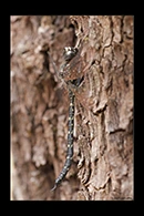 PhotoID: AusDr618. Austroaeschna anacantha - male