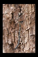 PhotoID: AusDr619. Austroaeschna anacantha - male