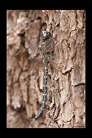 PhotoID: AusDr620. Austroaeschna anacantha - male