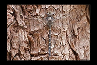 PhotoID: AusDr621. Austroaeschna anacantha - male