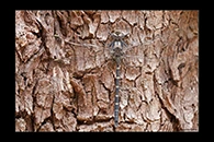 PhotoID: AusDr622. Austroaeschna anacantha - male